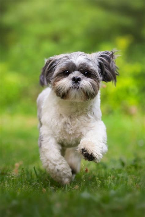 miniature dog breeds     cute miniature dog breeds dog breeds toy dog breeds