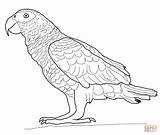 Coloring Parrot Pages African Parrots Printable Drawing Gray Outline Bird Grey Colour Supercoloring Fish Drawings Puerto Rico Adult Getdrawings Template sketch template