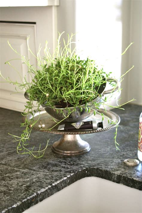 Colanders Make The Best Planters