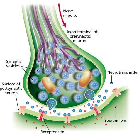synaptic terminal diagram