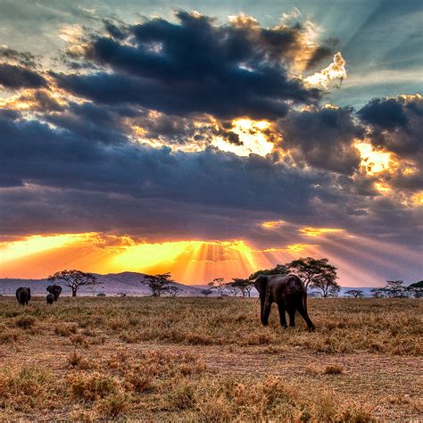 go on an african safari 100 things to do before you die popsugar smart living