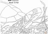 Coloring Wood Turtle Pages sketch template