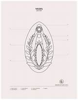 Anatomy Vagina Vulva Medical Coloring External Female Pages Illustration Part sketch template
