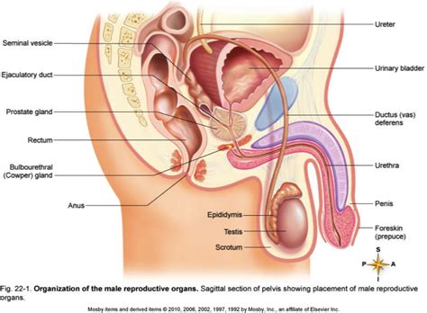 What Organs Make Up Our Reproductive System Nerds