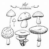 Funghi Setas Mushroom sketch template