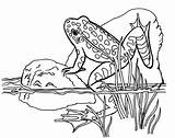 Frog Sapo Pintar Pond Sapos Animaux Grenouille Coloriage Frogs Lagoa Rã Coloring4free Adulte Adult Pedra Amphibians Sheets Bichos Everfreecoloring Reptiles sketch template