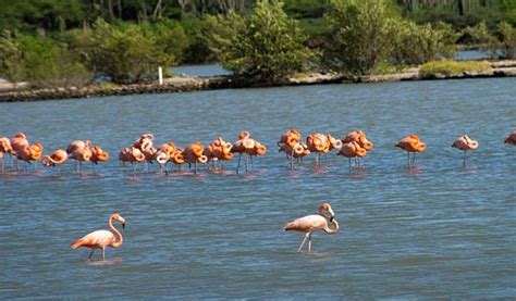 flamingos curacaos exotic bright pink birds