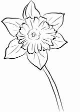 Daffodil Coloring Yellow Pages Printable Supercoloring Flower Daffodils Drawing Template Categories Templates Choose Board Printables Public sketch template