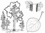 Coloring Trees sketch template