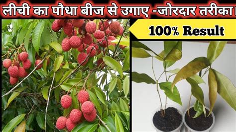 grow lychee plant  seeds  home youtube