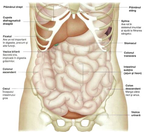 corpul uman organe interne