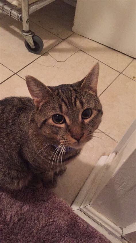 Lost Cat American Shorthair In Baltimore Md Lost My Kitty