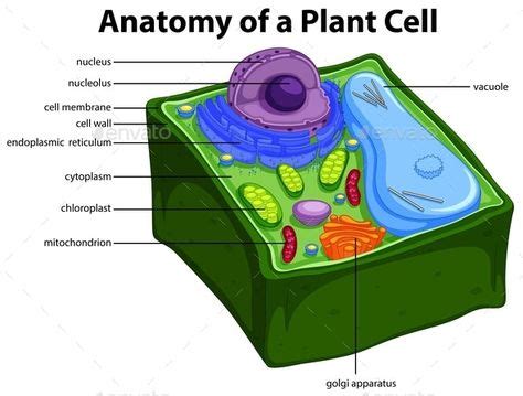 diagram showing anatomy  plant cell plant cell plant cell diagram cell diagram