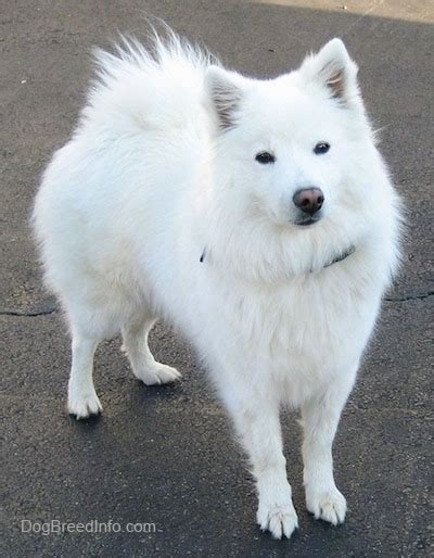 american eskimo dog breed information  pictures