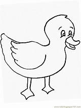 Pages Duck Coloring Color Popular sketch template
