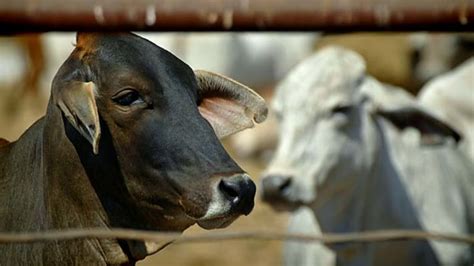 Exported Cattle Will Lose Ears After Death