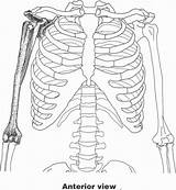 Flexor Digitorum Nerve Coracoid Musculocutaneous sketch template