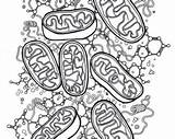 Coloring Biology Pages Mitochondria Drawing Getdrawings Getcolorings Etsy sketch template