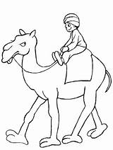 Camels Pages Kids Coloring Fun Kameel sketch template