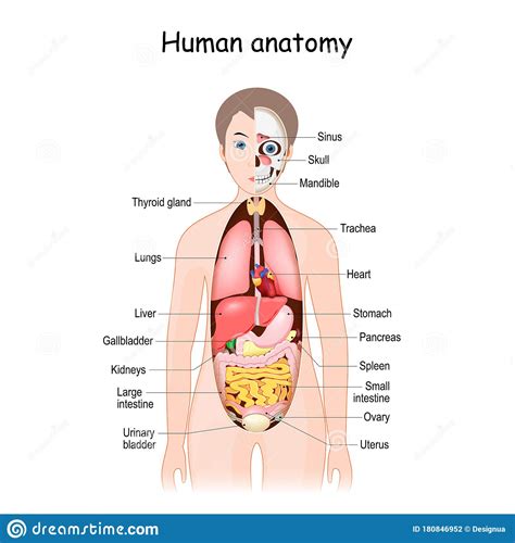 All Organs Of Female Body In Blue X Ray Loop Stock Illustration