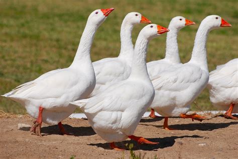 geese facts types lifespan size classification habitat pictures