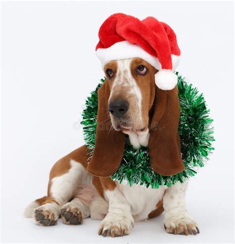 happy  year christmas basset hound sitting isolated stock photo image  studio