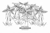 Trumpet Brugmansia Leaves sketch template