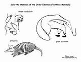 Sloths Toothless Mammals Armadillo sketch template