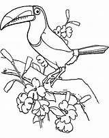Toucan Bird Pages Colouring Coloring Print Printable Getcolorings Drawing Color Getdrawings sketch template
