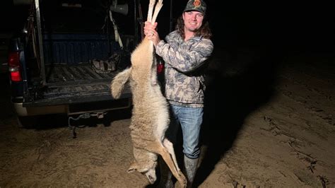 coyote hunting {catch clean cook} bad idea youtube