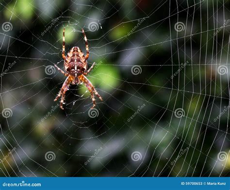 spider   web  night stock image image  suspended