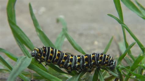 caterpillar crawling up milkweed plant good shot of legs