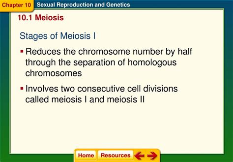 Ppt Section 1 Meiosis Powerpoint Presentation Free