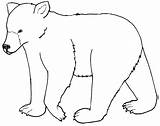 Bear Coloring Pages Drawing Kermode Outline Polar Animals Easy Standing Color Animal Bears Wild Print Kids Drawings Paintingvalley Sheets Designlooter sketch template