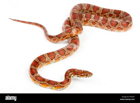 snakes pattern cut  stock images pictures alamy