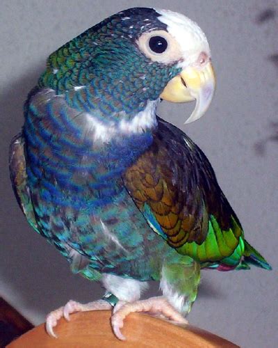 white capped pionus  pets personality pictures