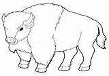 Buffalo Coloring Pages Animal Print Buffalo2 Coloringway sketch template