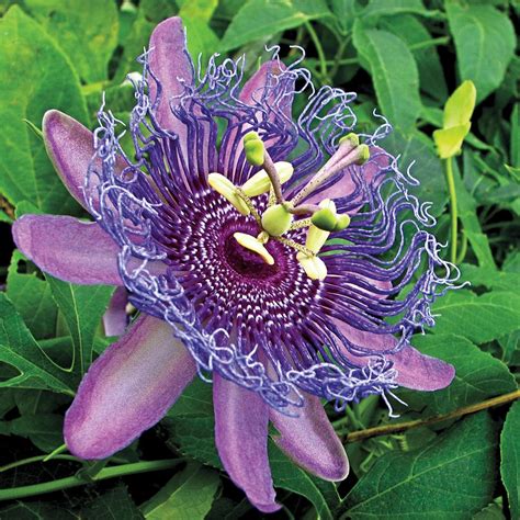 Gardens Alive Purple Passion Flower Potted Plant 76492 The Home Depot