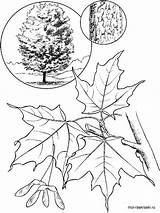 Maple Tree Sugar Coloring Pages Leaf Drawing Printable Trees Identification Sugaring Color Clipart Recommended Choose Tattoo Board sketch template