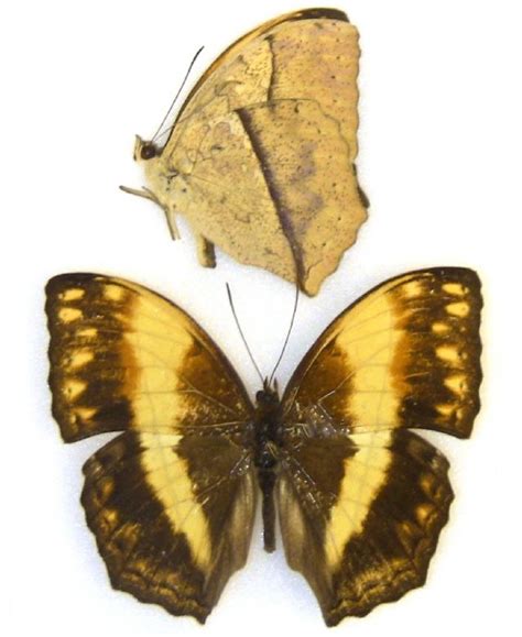 Nymphalidae Preserved Butterfly