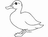 Coloring Duck Pages Animals Printable Kids Animal Drawing sketch template