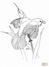 Coloring Blackbird Red Pages Winged Waxwing Cedar Thrush Drawing 78kb Categories sketch template