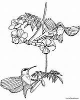 Coloring Hummingbird Pages Adults Getcolorings Printable Getdrawings sketch template