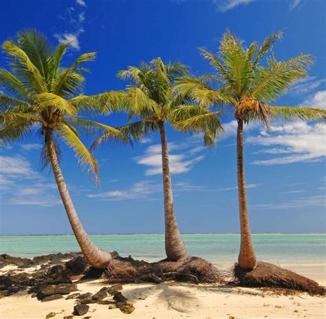 exoten das geheimnis der kokosnuss palmen welt