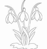 Snowdrop Coloring Template Ghiocei Clipart Drawing Flower Flowers Snowdrops Google Search Colouring Pages Paper 1kb 400px Applique Clipground Choose Board sketch template