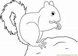 Squirrel Getdrawings Designlooter sketch template