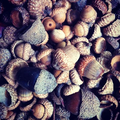 pretty  nest acorns