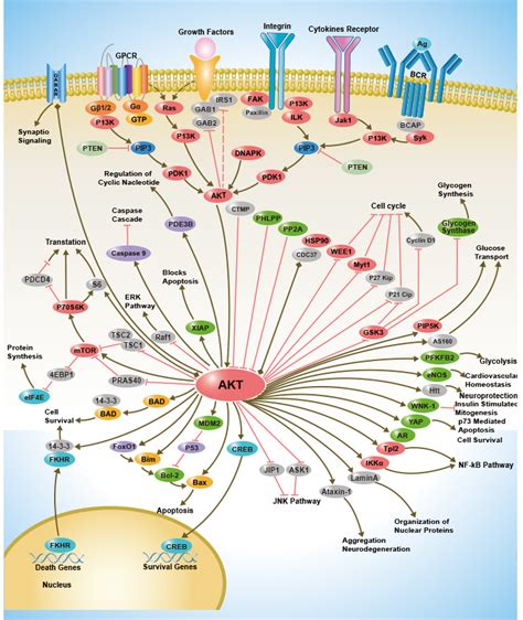 signaling pathway