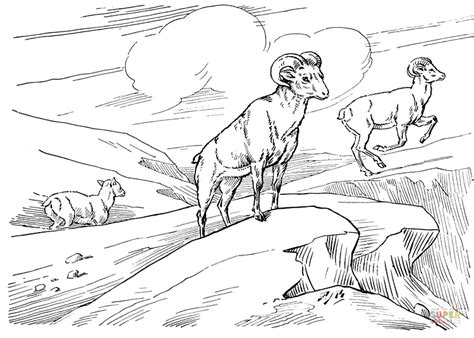bighorn wild sheep coloring page  printable coloring pages