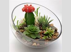 Cactus Succulent Half Moon Glass Terrarium by BlissGardensBoutique